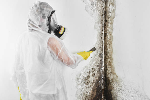 Best Black Mold Removal  in Hinckley, IL