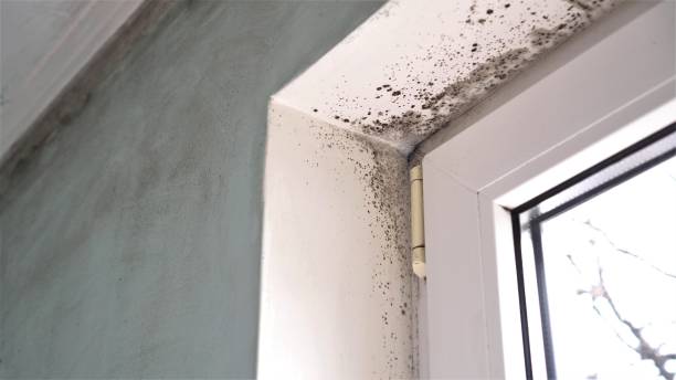 Best Home Mold Removal  in Hinckley, IL