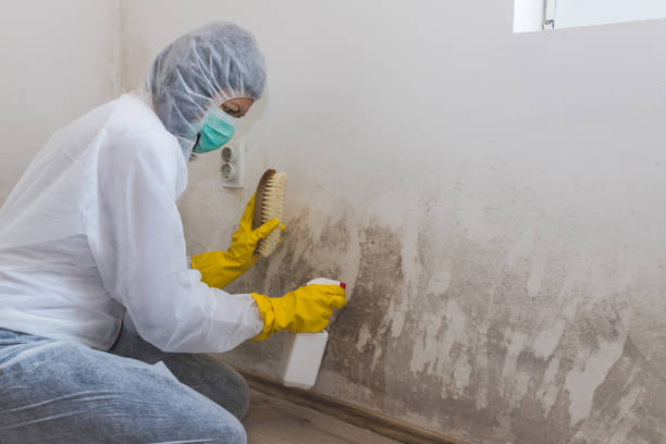Best Mold Remediation  in Hinckley, IL