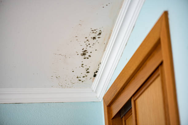 Mold Removal Process in Hinckley, IL