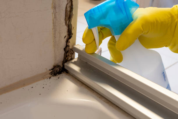 Certified Mold Removal in Hinckley, IL