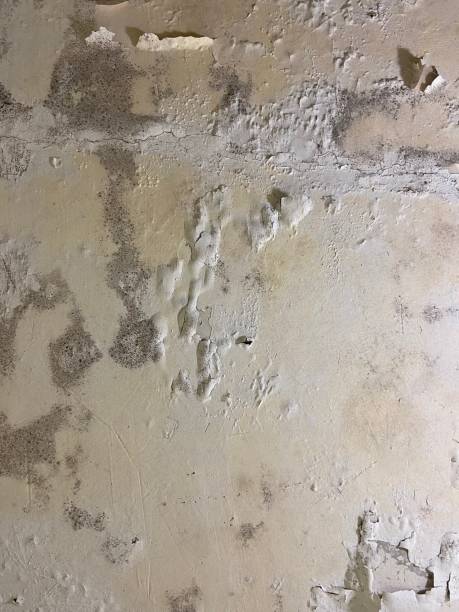Best Residential Mold Removal  in Hinckley, IL