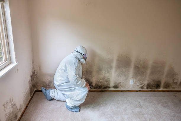 Best Certified Mold Removal  in Hinckley, IL
