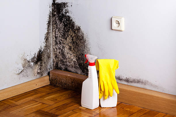 Best Toxic Mold Removal  in Hinckley, IL
