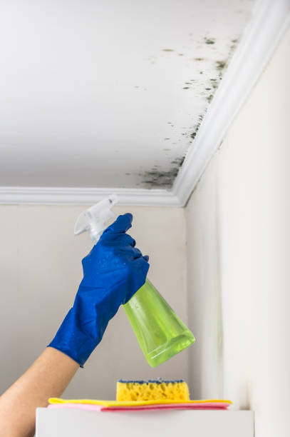 Best Mold Testing  in Hinckley, IL